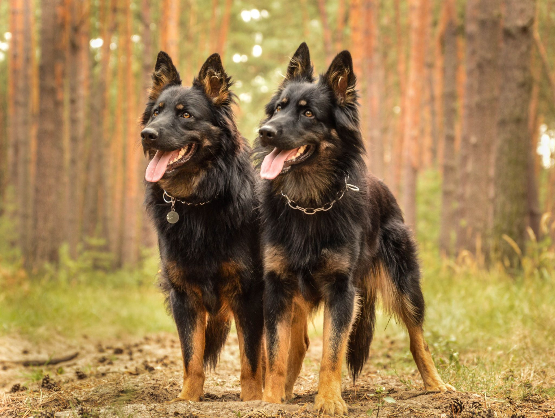 Achim 11měs., Cookie 17 měs.