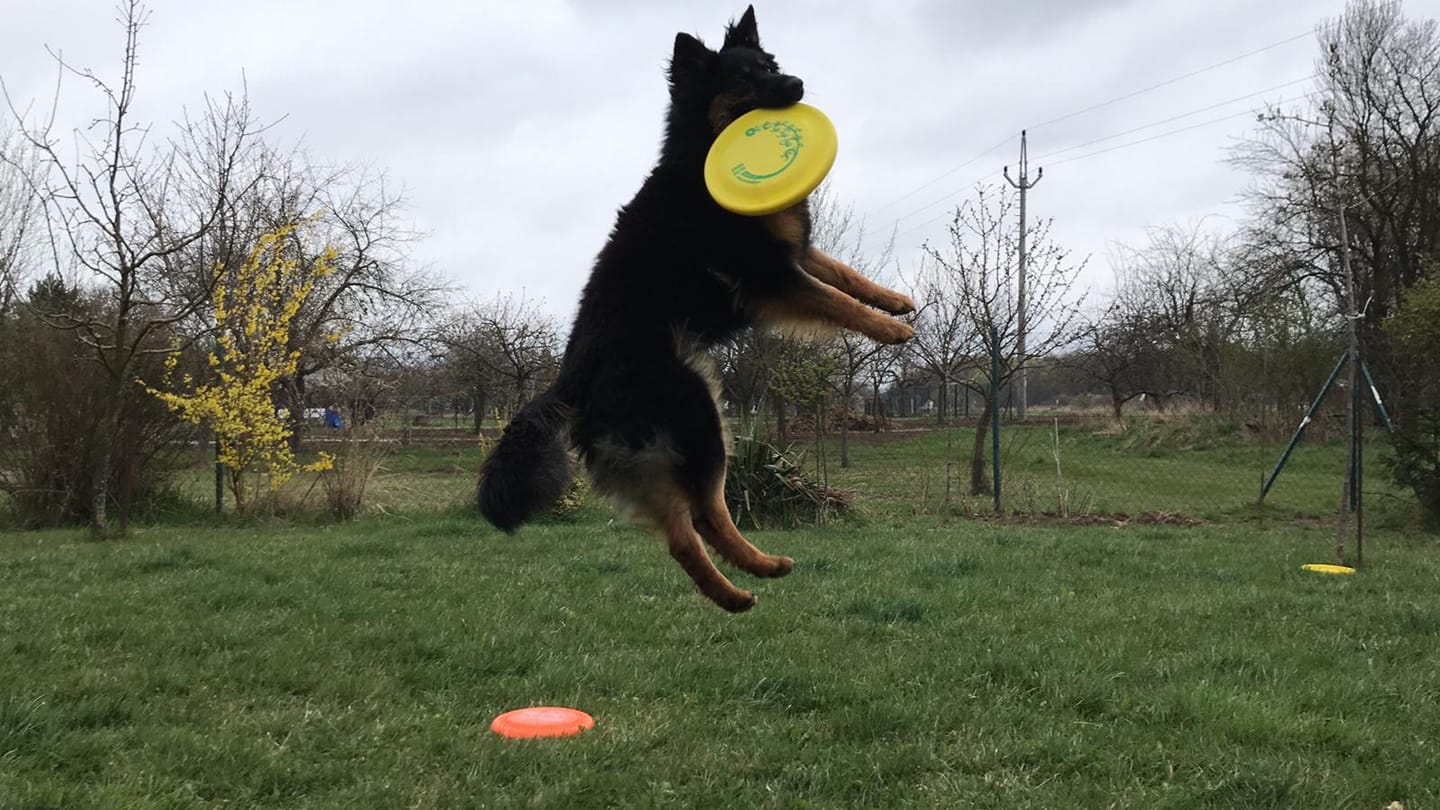 Fína, 20 měsíců a její milované frisbee